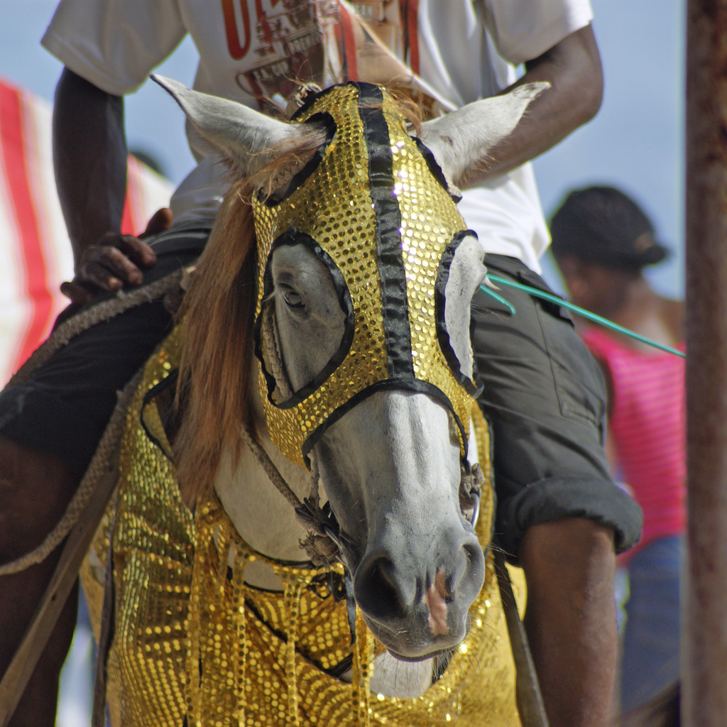 A horse with Fashion outfit, Ghana, West Africa by Remo Kurka